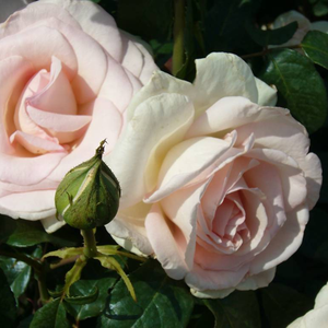 Vrtnica čajevka - Roza - Prince Jardinier® - 